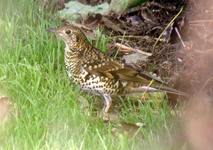 White's Thrush