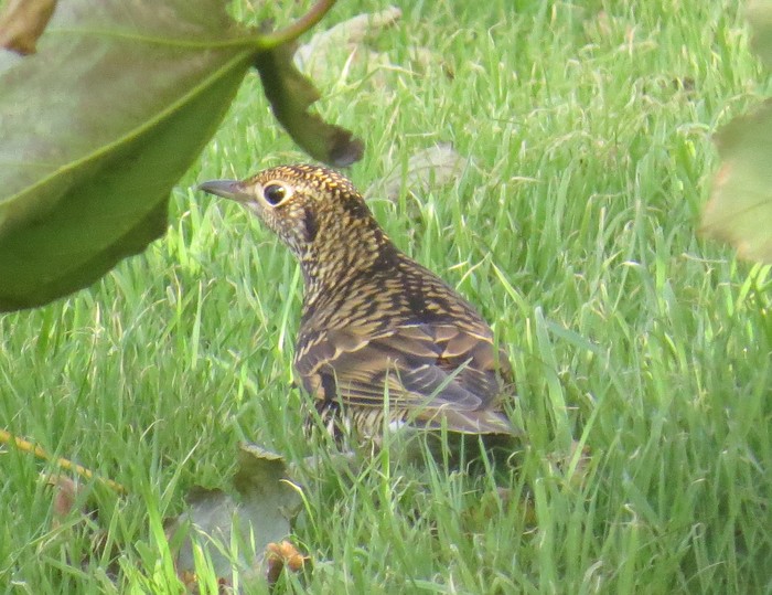 White's Thrush