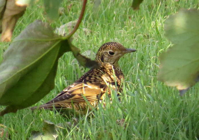White's Thrush