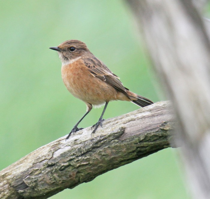 Stonechat