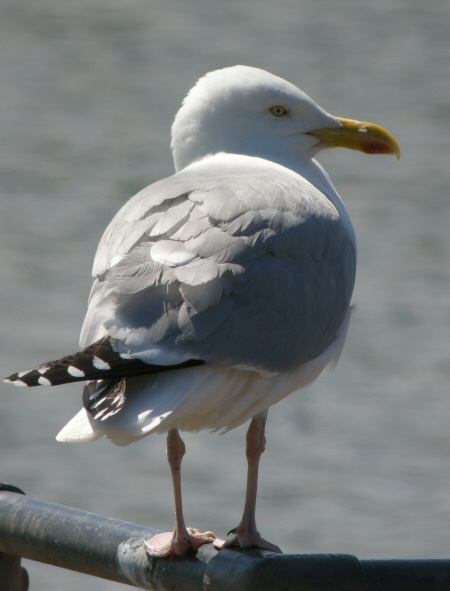 American Herring Gull