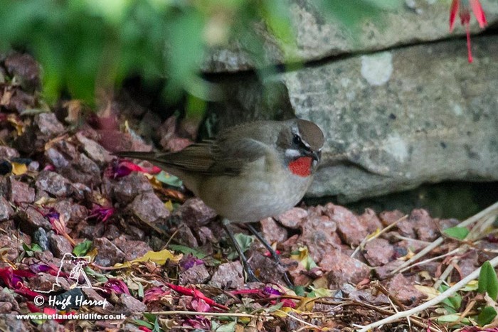 Siberian Rubythroat