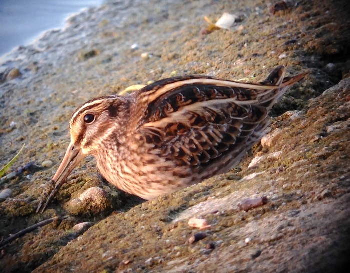 Jack Snipe