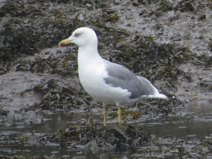 Yellow-legged Gull