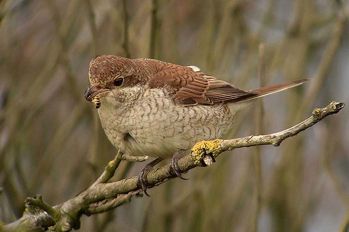 Red-backed Shrike