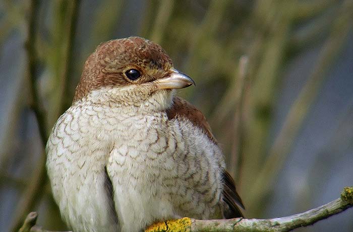 Red-backed Shrike