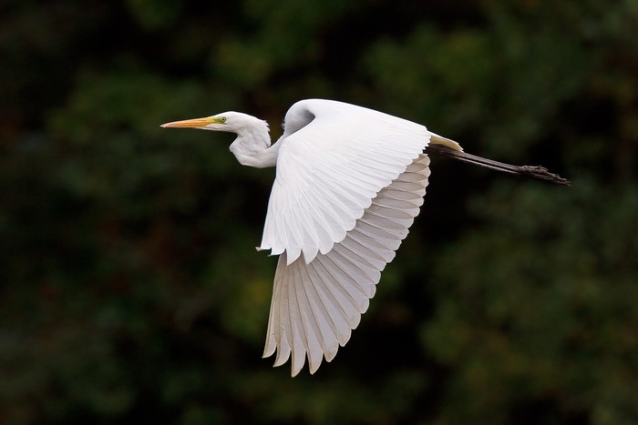 Great White Egret
