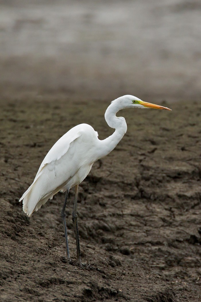 Great White Egret