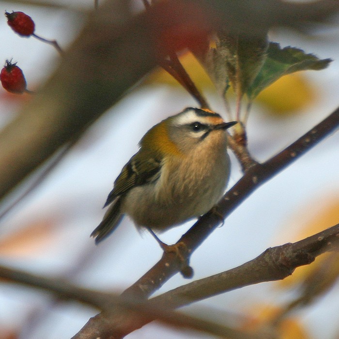 Firecrest