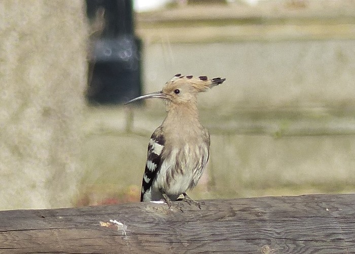 Hoopoe