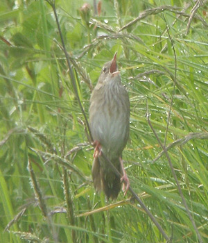 River Warbler