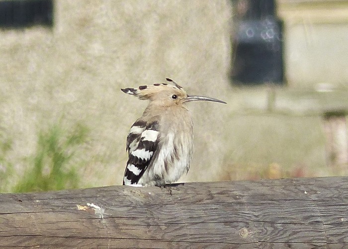 Hoopoe