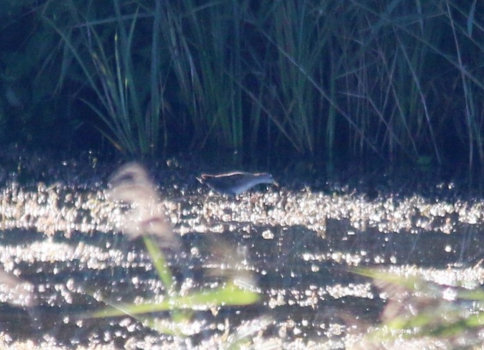 Little Crake