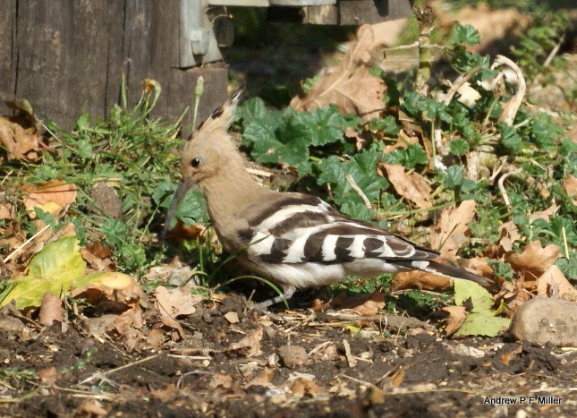 Hoopoe