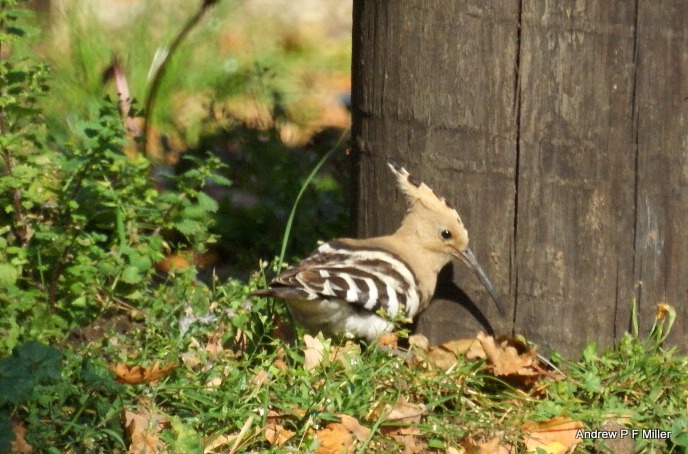 Hoopoe