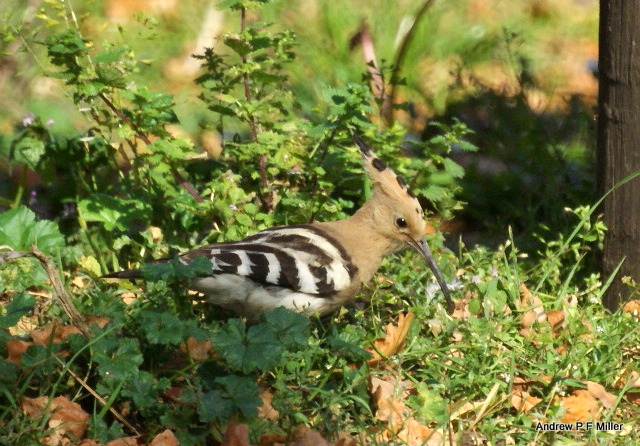 Hoopoe