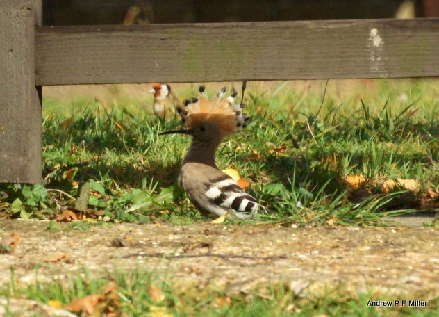 Hoopoe