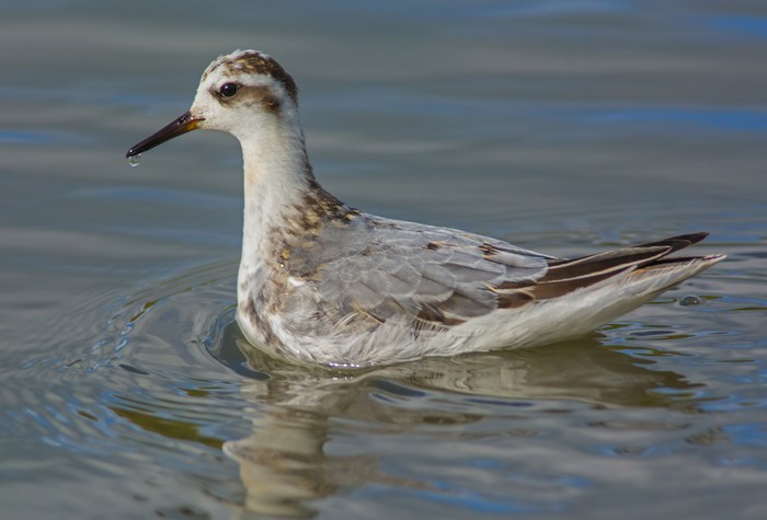 Grey Phalarope