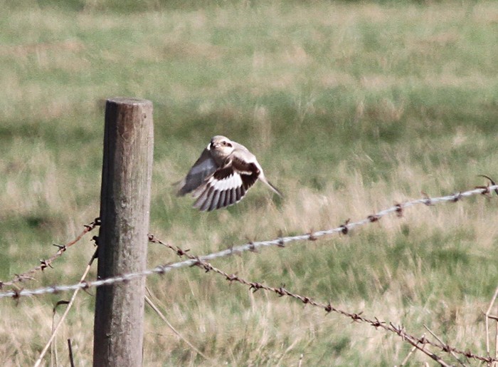 Steppe Grey Shrike