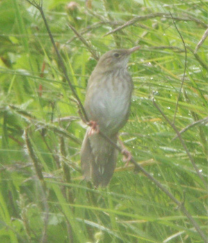 River Warbler