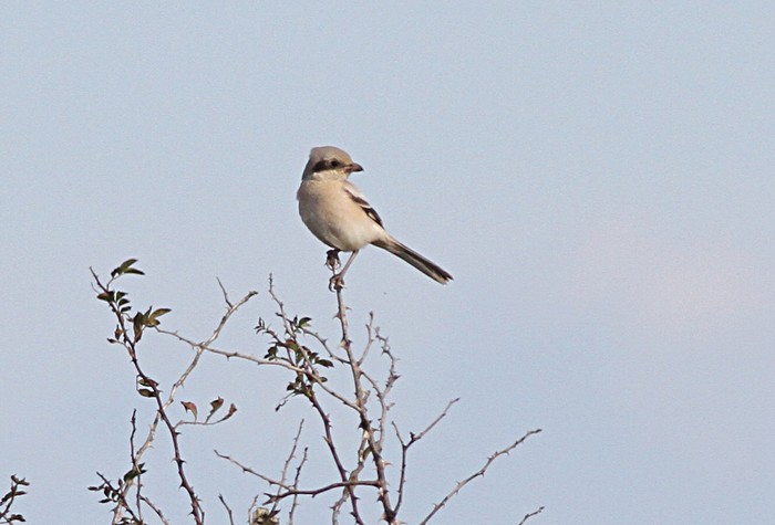 Steppe Grey Shrike