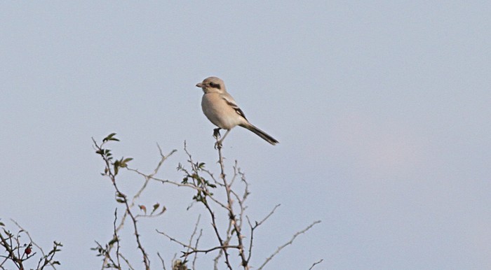 Steppe Grey Shrike