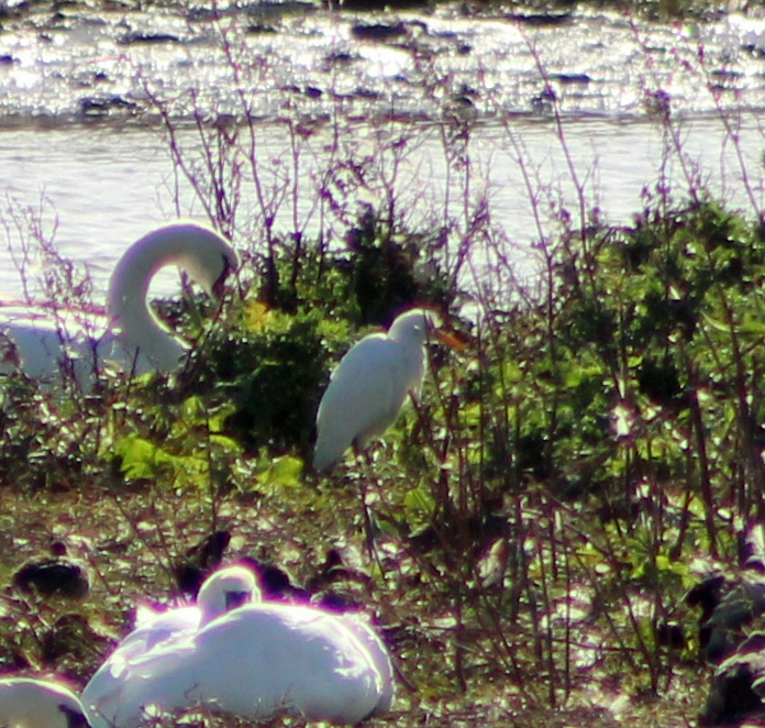 Cattle Egret