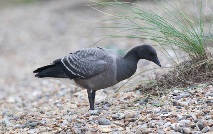 Dark-bellied Brent Goose