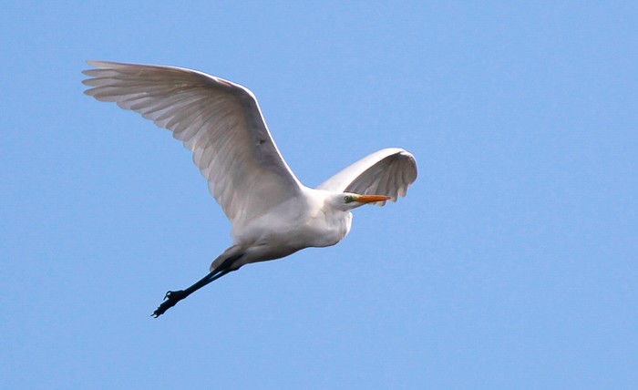 Great White Egret