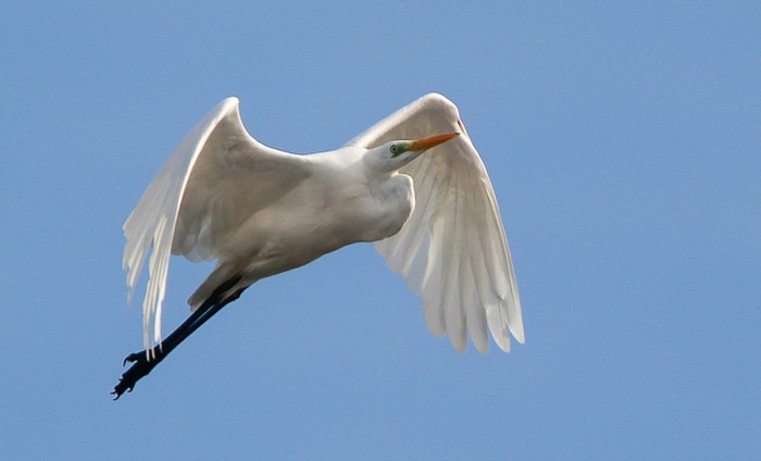 Great White Egret
