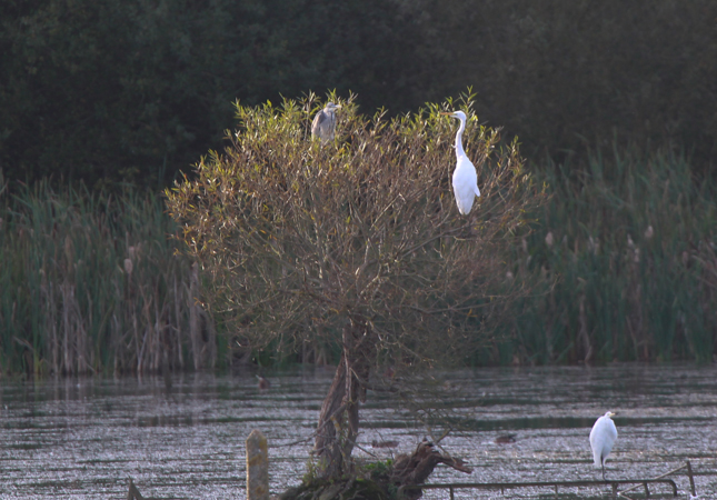 Great White Egret