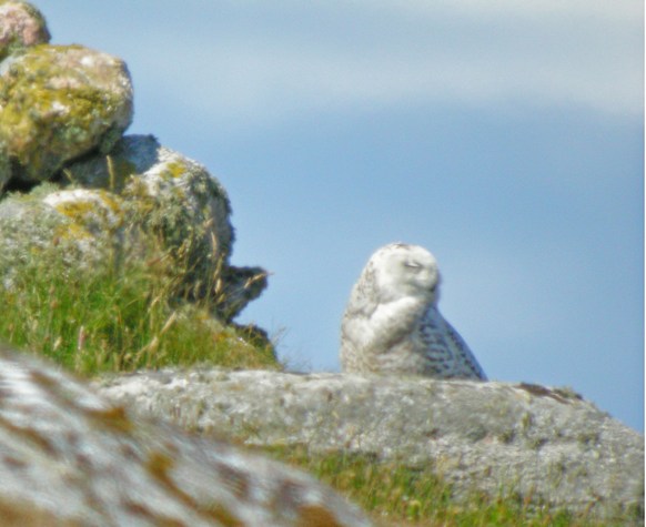 Snowy Owl