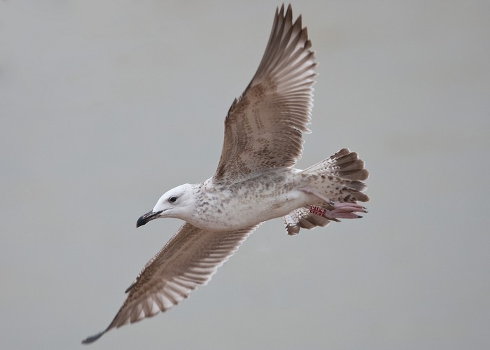 Caspian Gull