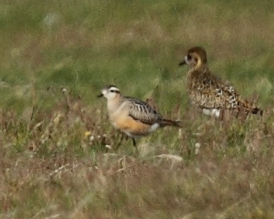Dotterel