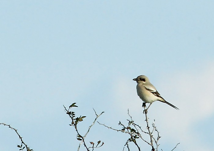Steppe Grey Shrike
