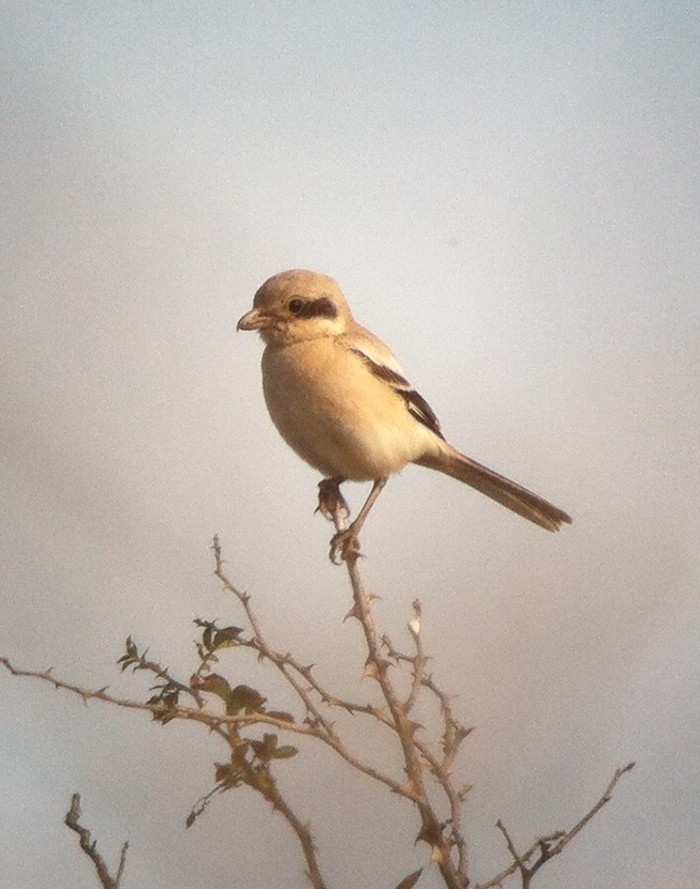 Steppe Grey Shrike
