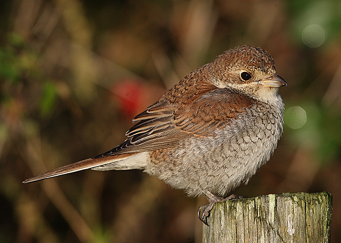 Red-backed Shrike