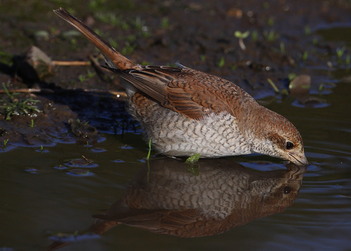 Red-backed Shrike