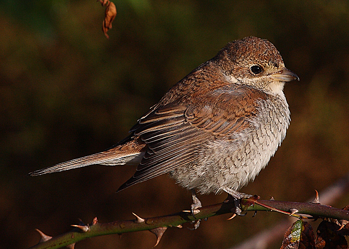 Red-backed Shrike