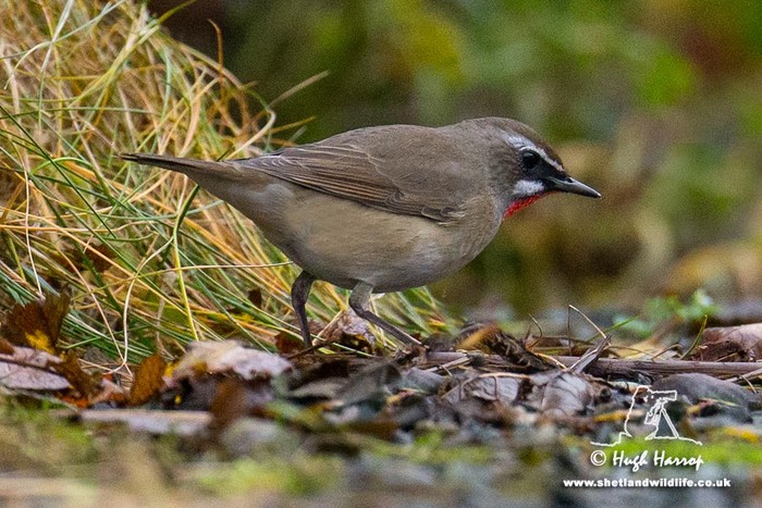 Siberian Rubythroat