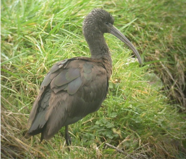 Glossy Ibis