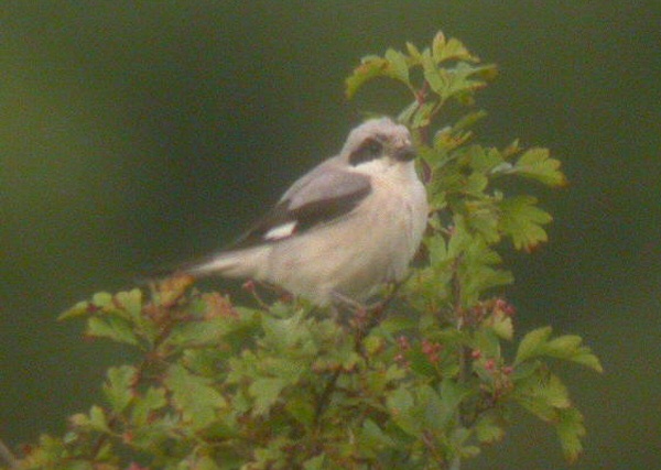 Lesser Grey Shrike
