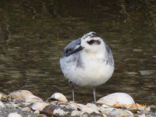 Grey Phalarope