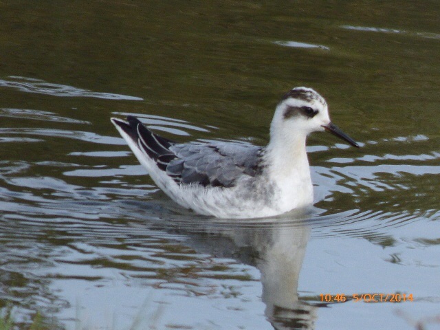 Grey Phalarope