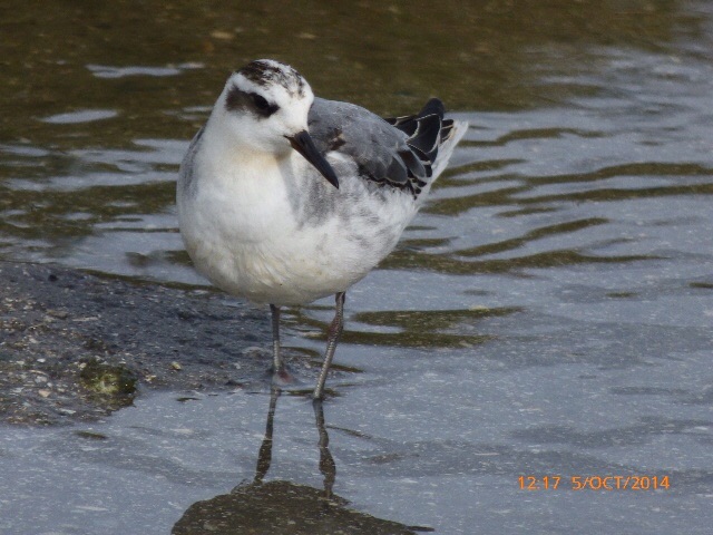 Grey Phalarope