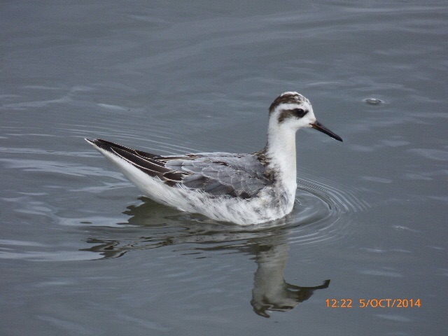 Grey Phalarope