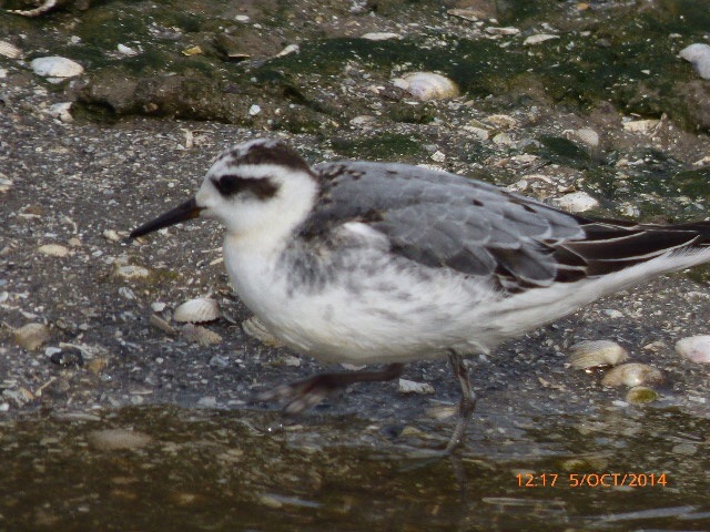 Grey Phalarope