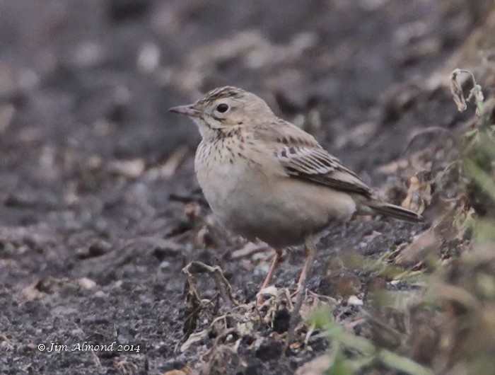 Blyth's Pipit