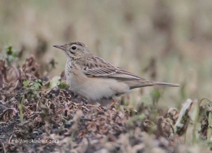 Blyth's Pipit