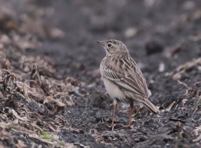 Blyth's Pipit